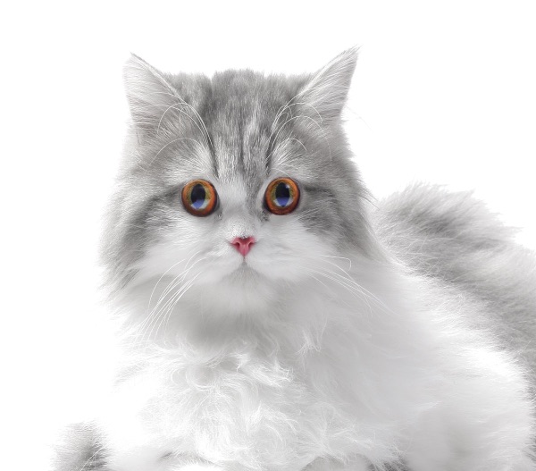 Спрей успокаивающий для кошек и собак